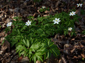 Anemone nemorosa IMG_0223 Zawilec gaojwy